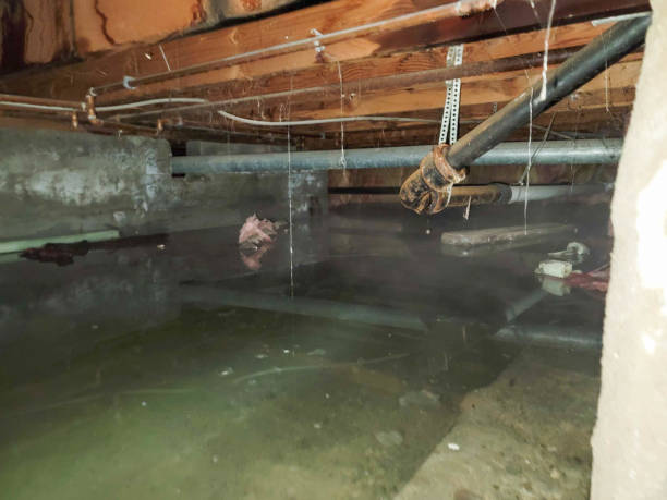Best Local water damage restoration  in Maggie Valley, NC