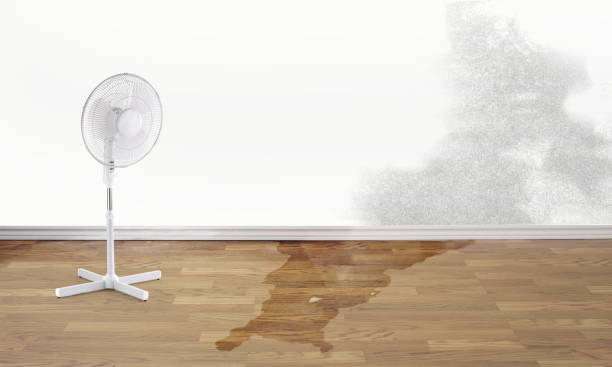 Best Carpet water damage restoration  in Maggie Valley, NC